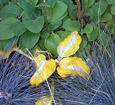 Hosta 'Mediopicta' in November