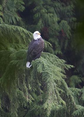 Vancouver eagle