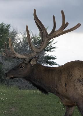 Elk farm
