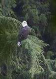 Vancouver eagle