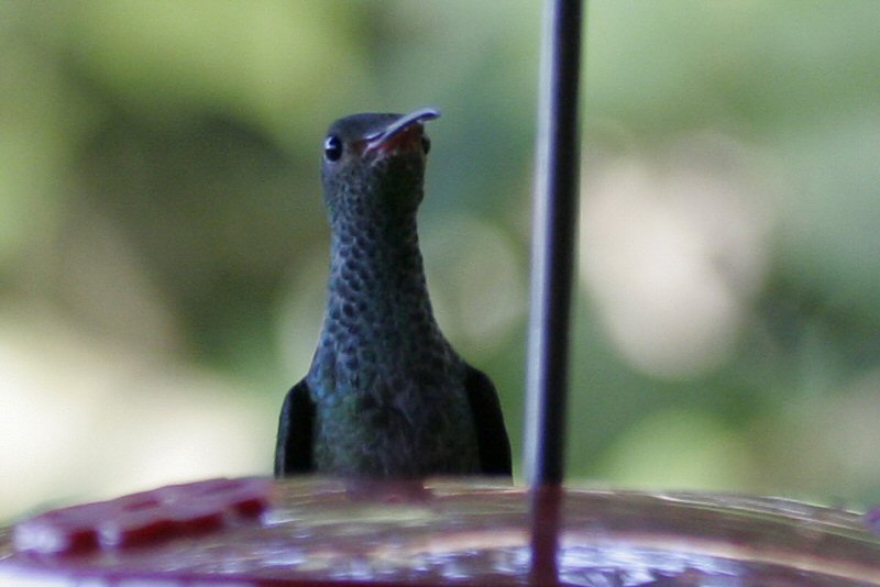 (12) (?) Bronze-tailed plumeleteer (male)