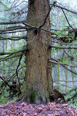CRW_6642.jpg