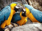 macaw500gif.gif