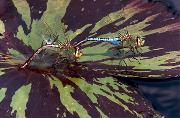 pepsico- mating dragon flies-SMALL FILE.jpg