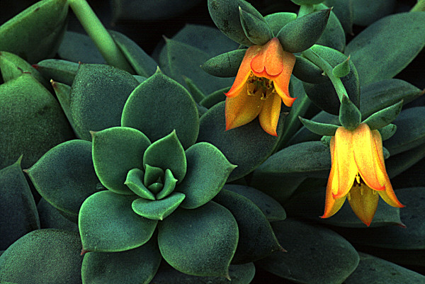 SUCCULENT small file.jpg