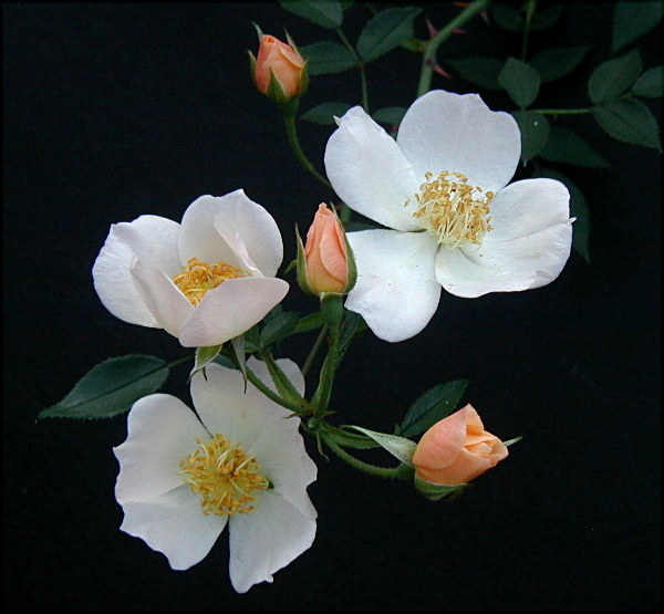 Simplex...a miniature rose