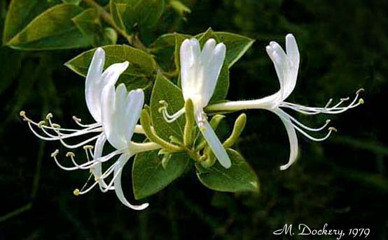 Flower--White Honeysuckle