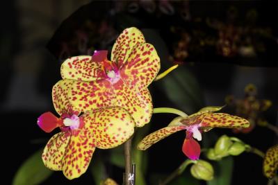 IMG25929spots phal 2.jpg