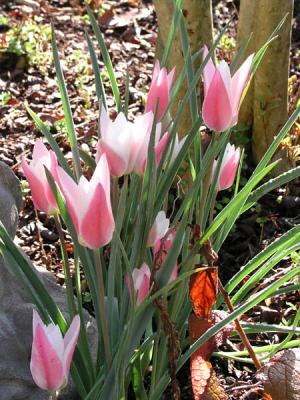 Specie Tulips