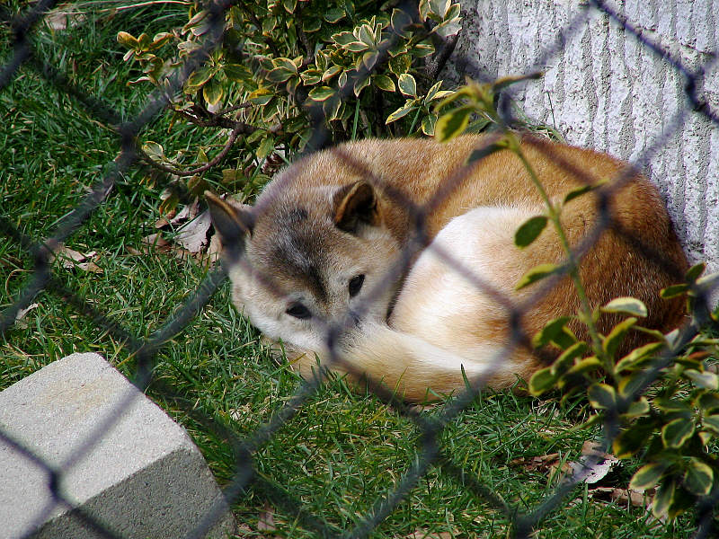 Austrailian singing dog.jpg(232)