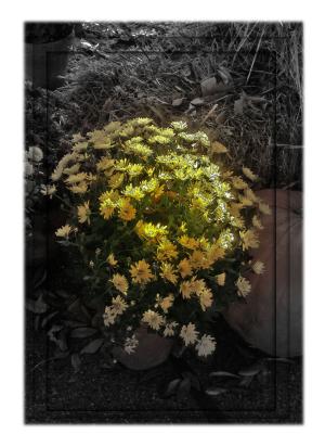 yellow-mums2for--web.jpg