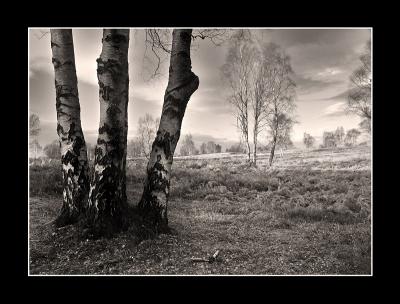 1st: Birches by Neil Paskin