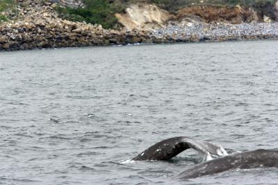 California Gray Whales