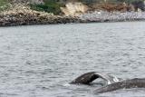 California Gray Whales