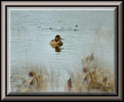 'i found a patch of water to swim in ... !!!'