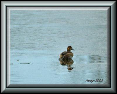 'brrrrr .. my toes are getting cold!!!'