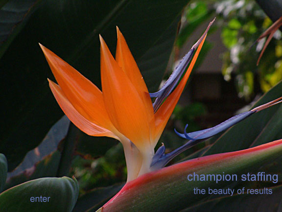 beauty