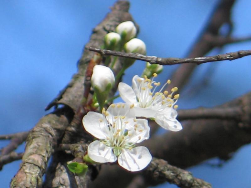 Wild Cherry *