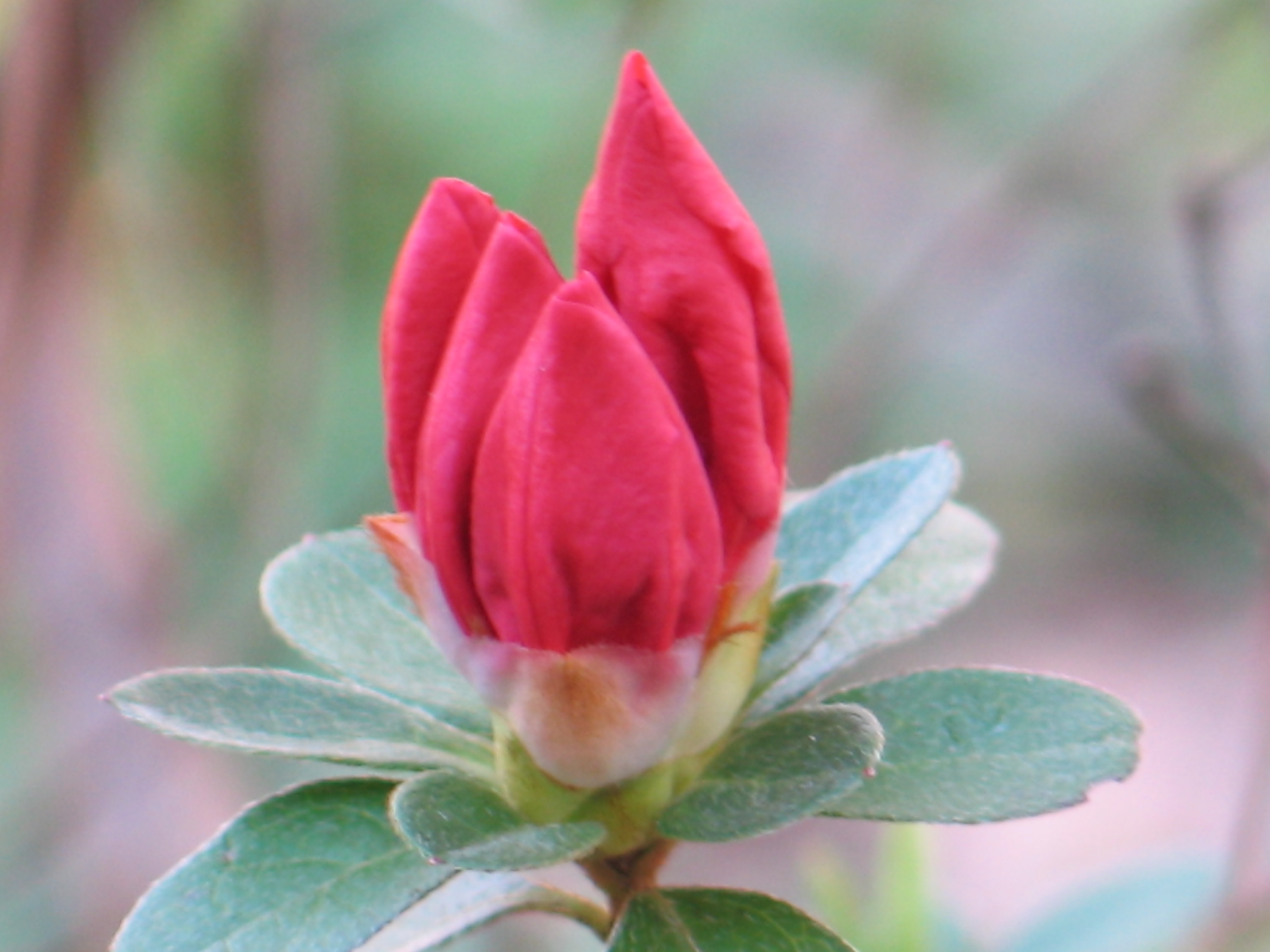 Azalea Blooming *