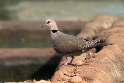 Red-eyed Dove.1800x1200.