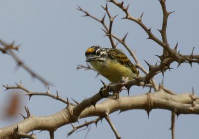 Yellow-fronted Tinkerbird.