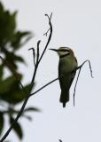 White-throated Bee-eater.