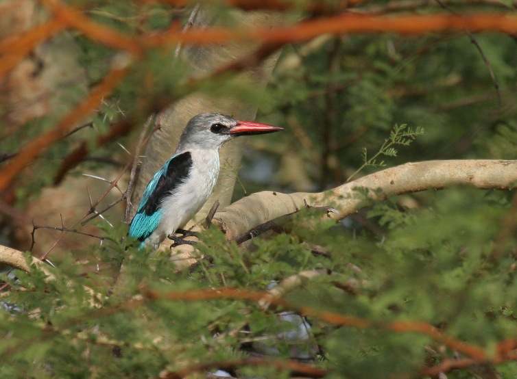 Woodland Kingfisher.