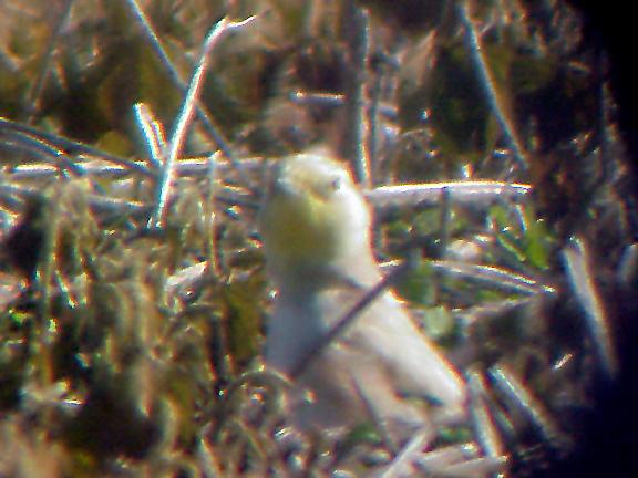 Leucistic - Horned Lark - 12-4-04 Dyer Co. TN.