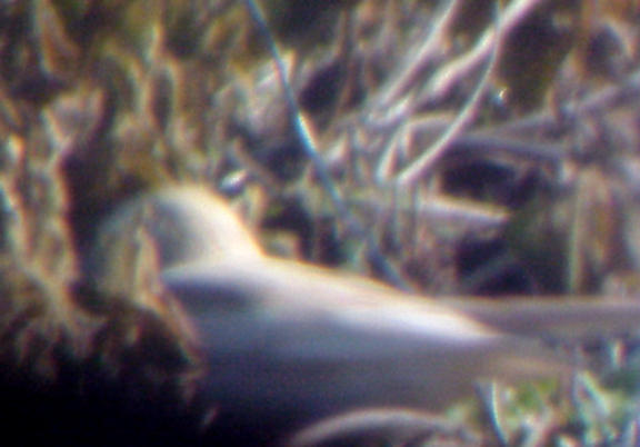 Leucistic Horned Lark - 12-4-04