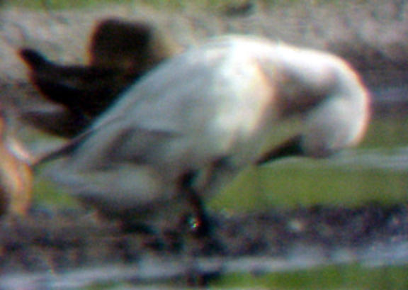 Mallard - leucistic - speculum