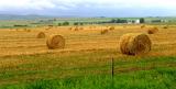 Hay-Fields.jpg