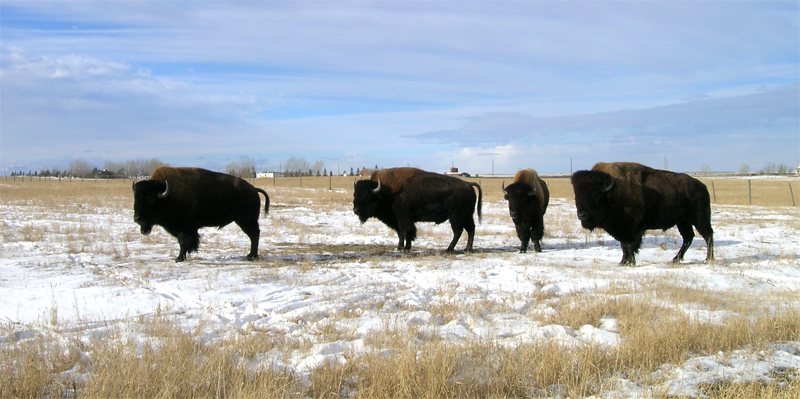 Buffalo021.jpg