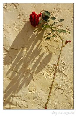 Shadows on The Name of the Rose