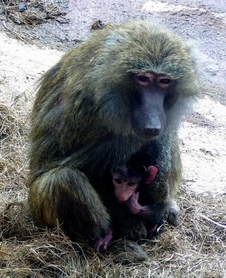 Mother Baboon and new borned Child  (Toronto  Zoo)