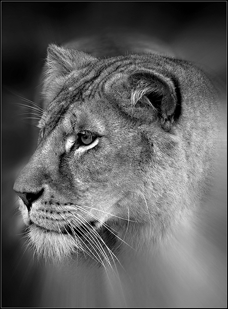 Lioness-BW.jpg