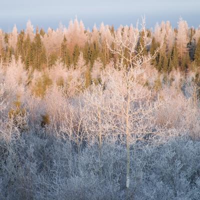 Frosted trees at dawn