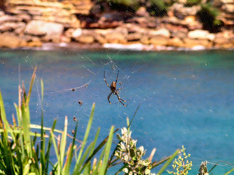 Waiting for Insects
