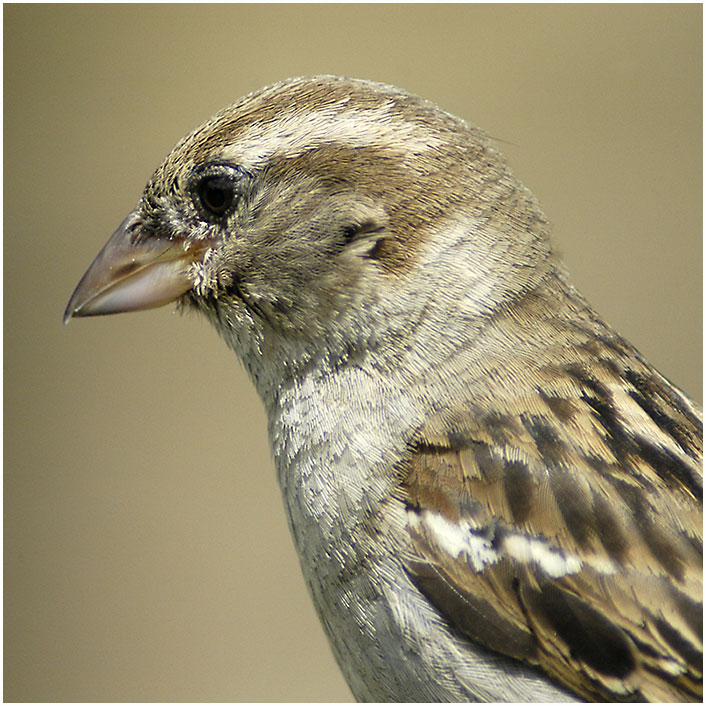 5 Dec 04 - My friend the sparrow