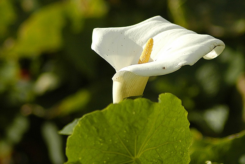 6 Dec 04 - Growing Wild