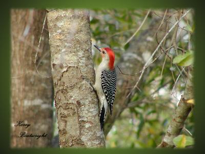 Red-Bellied Woodpecker