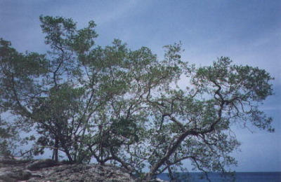 Nukove tree