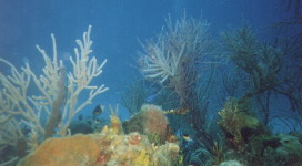 Pretty corals