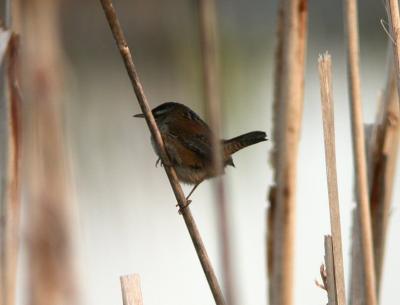Marsh Wren 0305-1j  Samish Flats