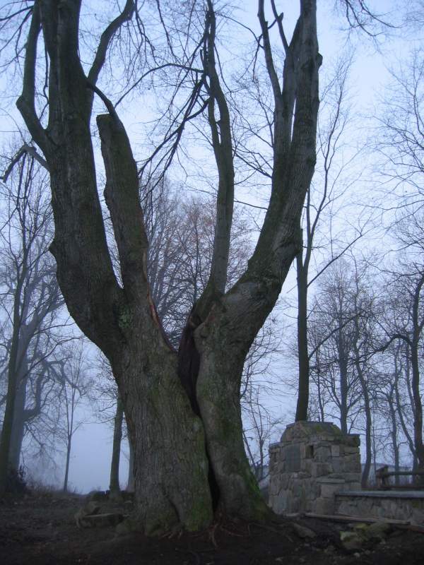 Cmentarz wojenny nr 3 w Ożennej<small>(147-4713_IMG.JPG)</small>