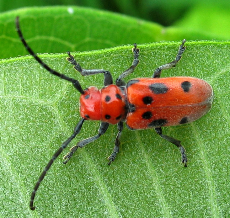 Red Milkweed Beetle (100% crop)