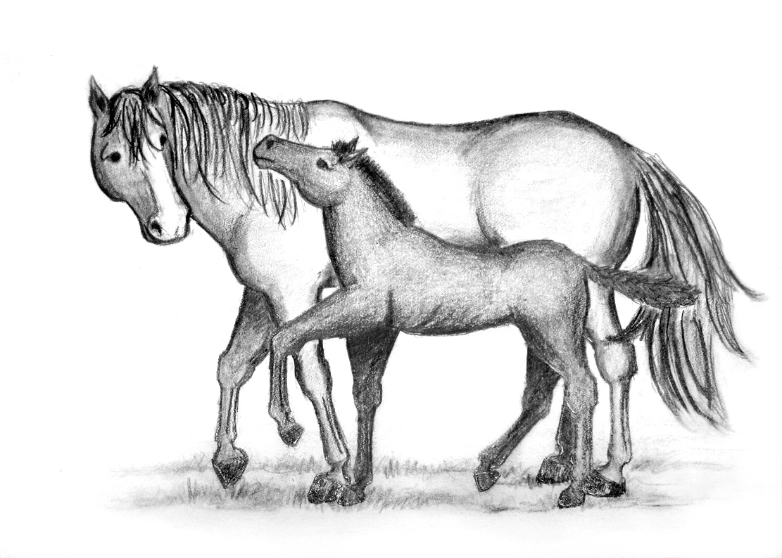 mare-foal.jpg