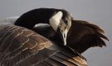 Canada Goose 2.jpg