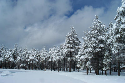 Fresh Snow Fall on Wing Mountain Road