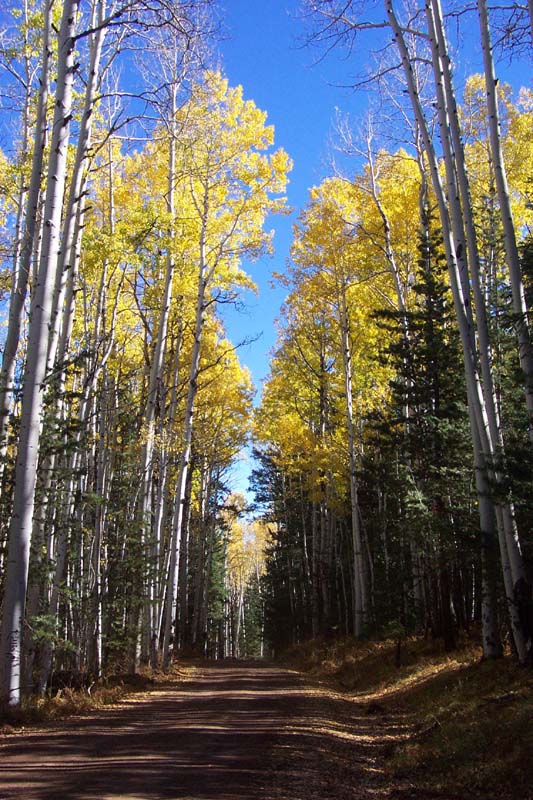 Aspen along the road to Hart Prairie
