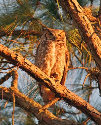Mama Horned Owl 8x10.jpg